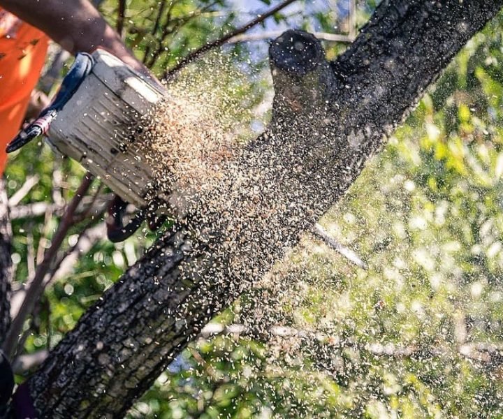 tree removal kawana
