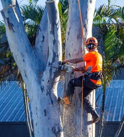 tree removal maroochydore