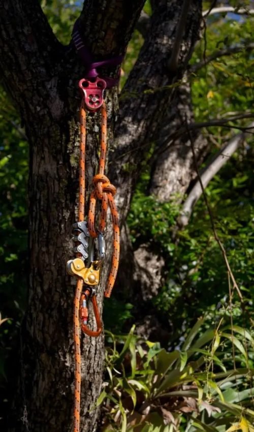 tree service Buderim