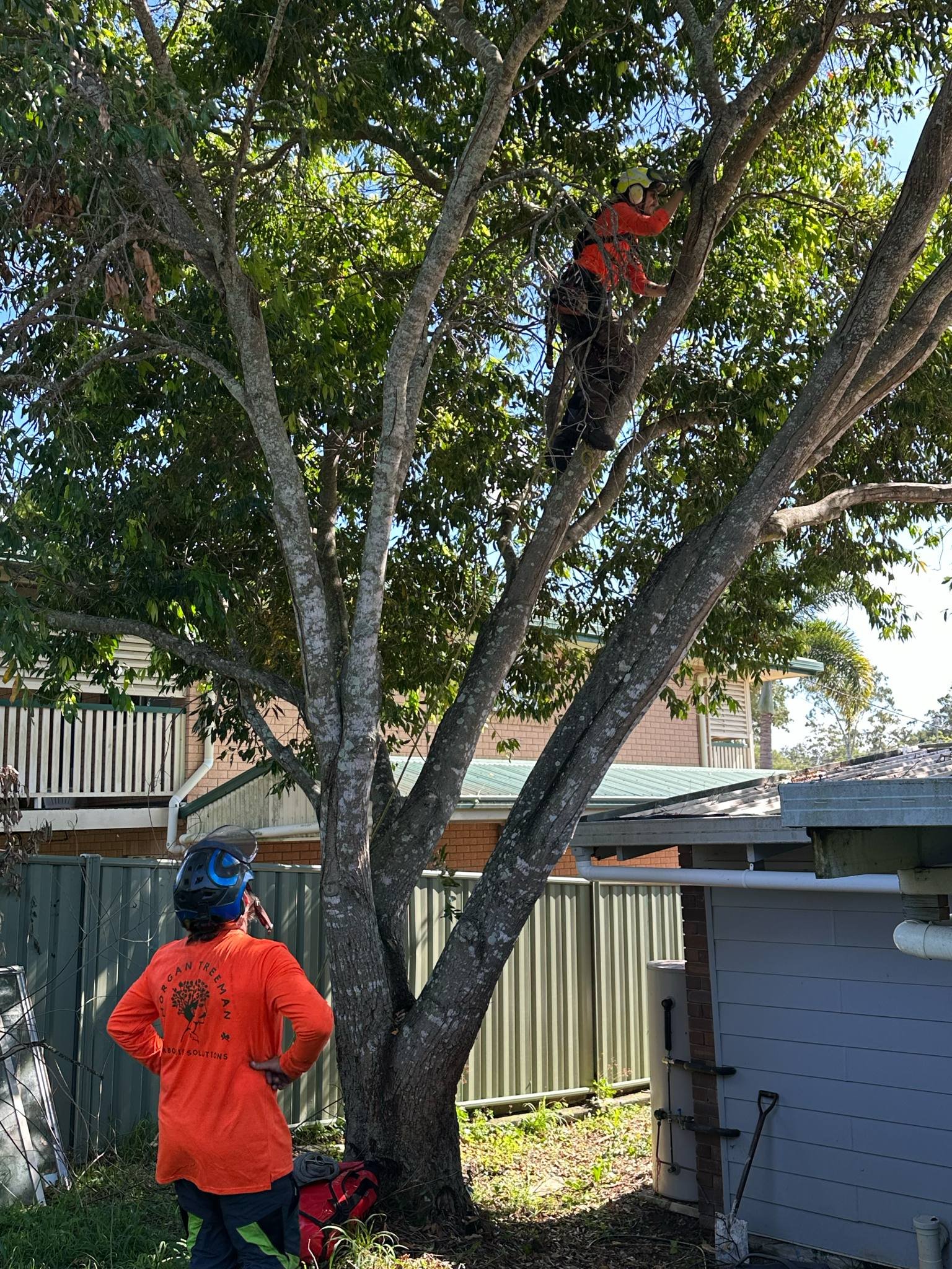 tree service caloundra