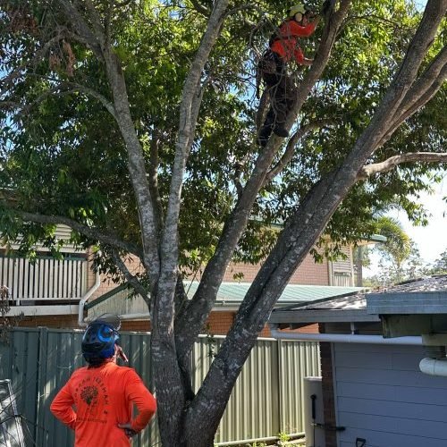 tree service kawana