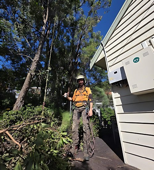 tree service landsborough