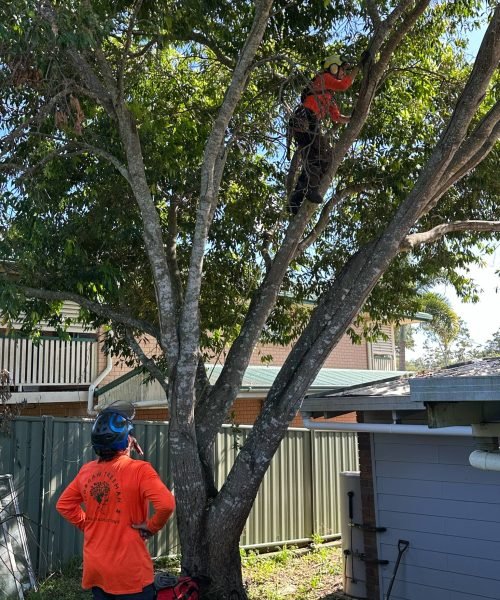 tree service maroochydore