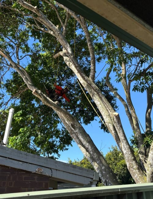 tree service mooloolaba