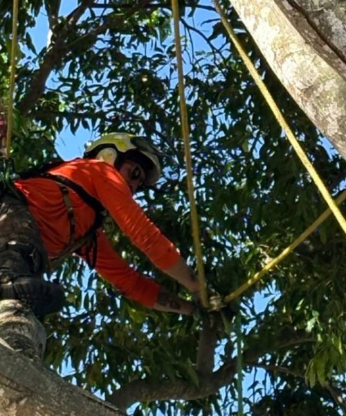 tree service noosa