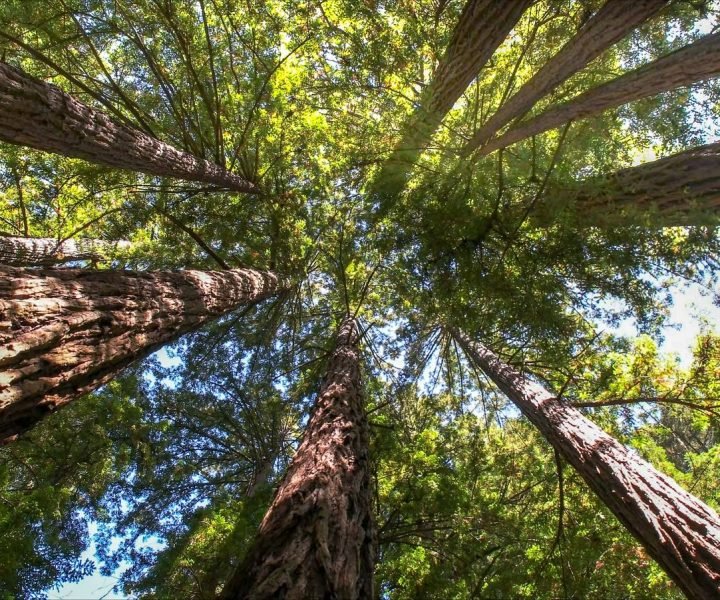 tree services maroochydore