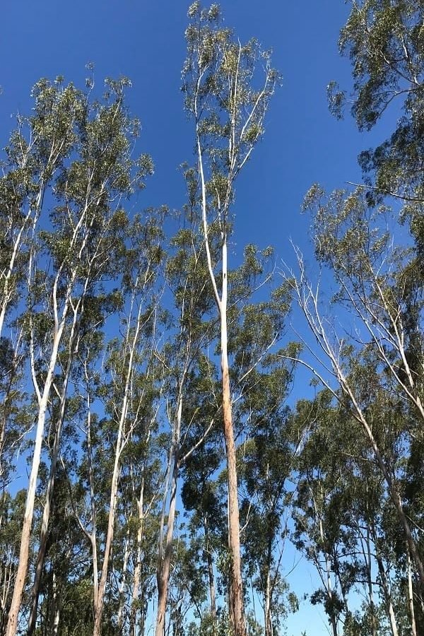 tree services mooloolaba
