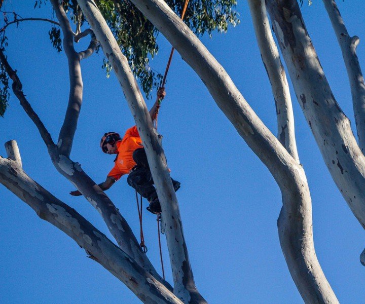 tree trimming caloundra