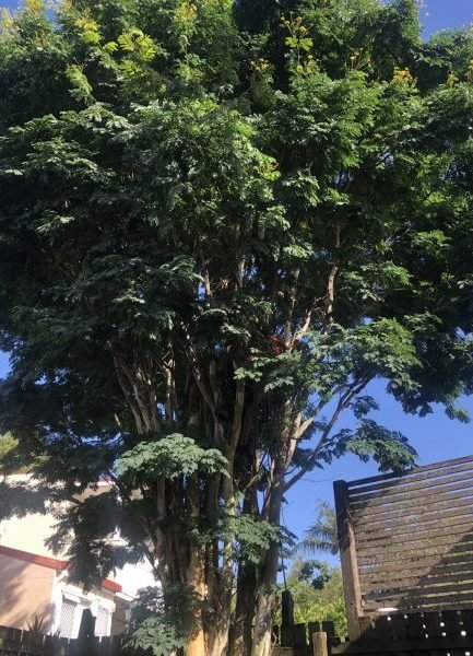 tree trimming coolum