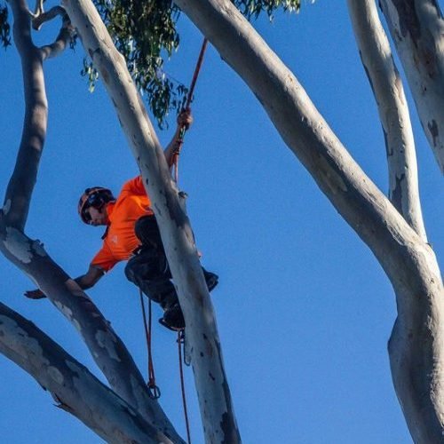 Certified arborist using safety equipment during tree trimming work Sunshine Coast