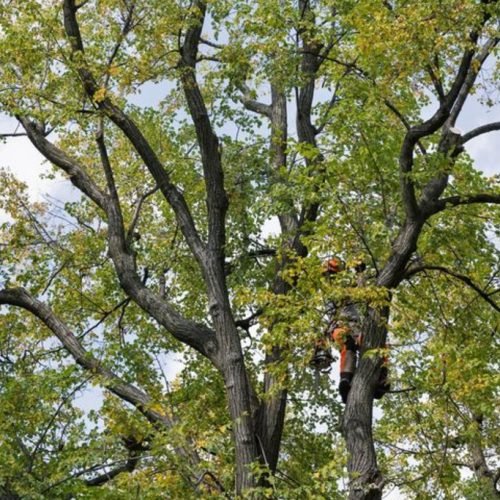 tree trimming landsborough