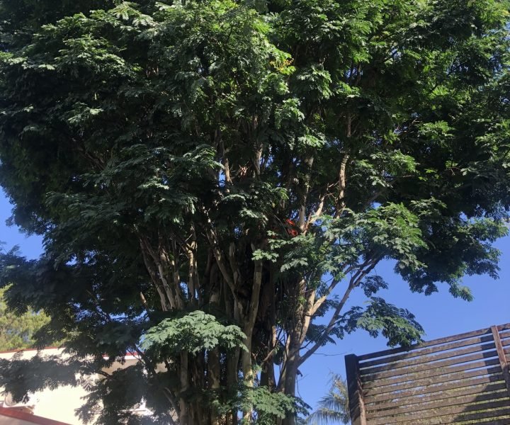 tree trimming mooloolaba