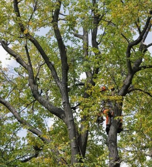 tree trimming noosa