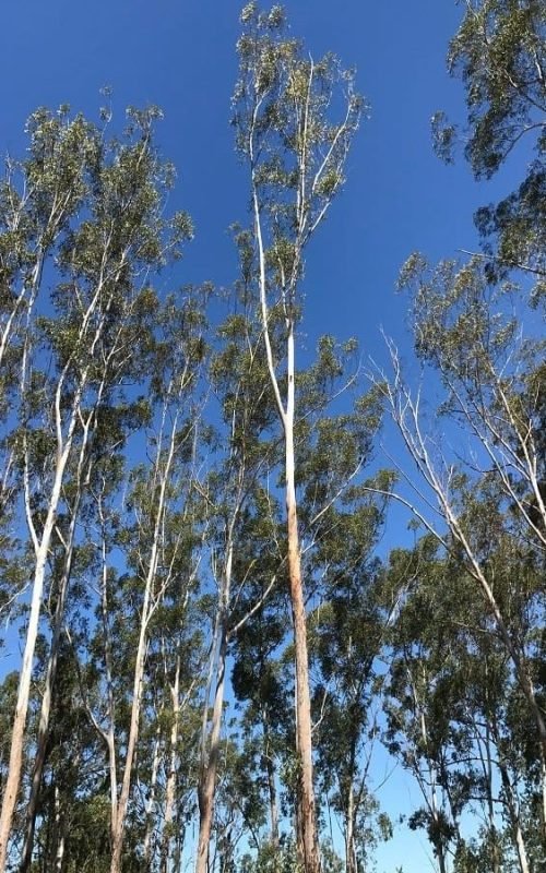 crown thinning & canopy reduction