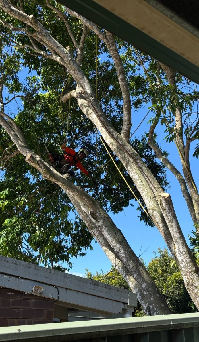 tree trimming caloundra qld