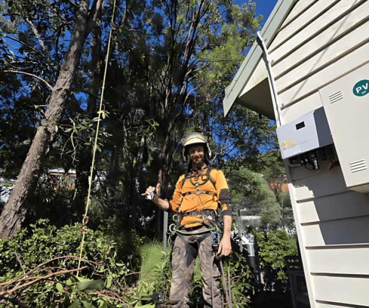 Certified arborist performing tree removal in Buderim