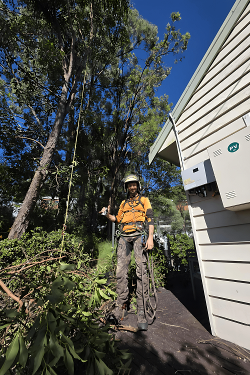 professional arborist in buderim