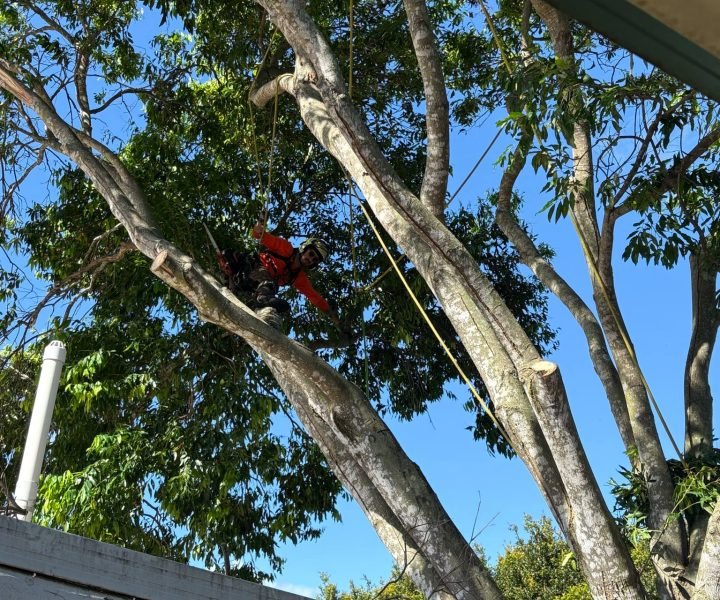 tree lopping buderim