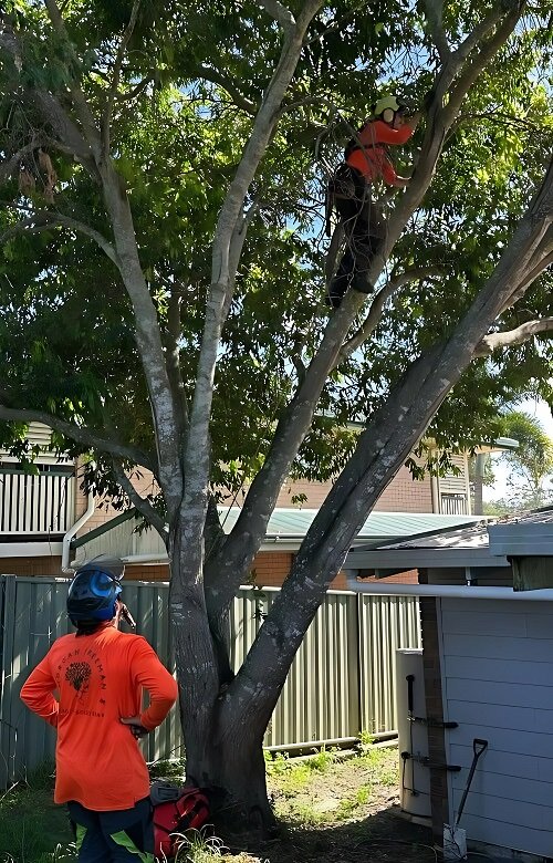 tree lopping buderim