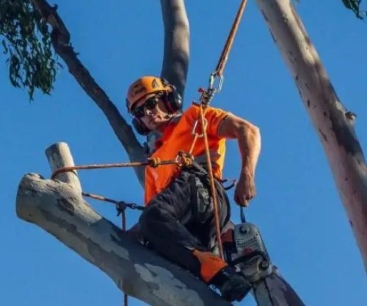 tree lopping service buderim