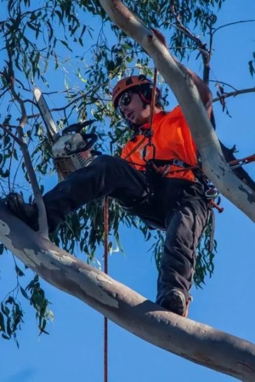 tree lopping service in buderim