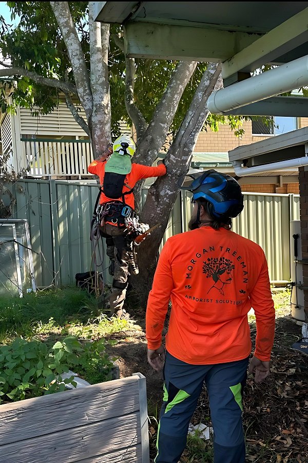 tree removal service buderim