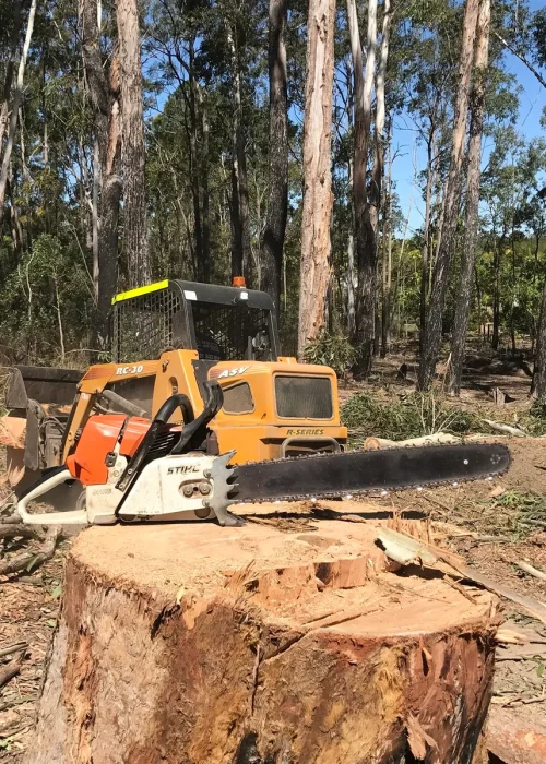 tree removal buderim